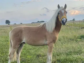Haflinger hingsteplag