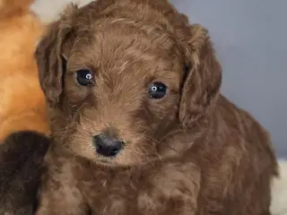 Labradoodle F1B