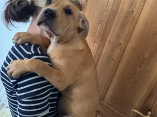 American Bully XL