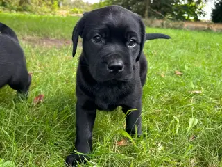 Familievenlige labrador hvalpe 