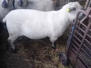 Shropshire vædder 