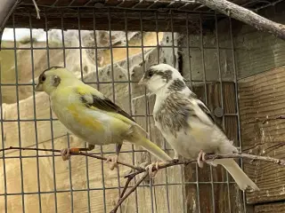 3 Kanariefugle