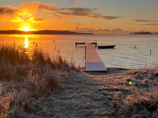 HundeHvalp / værtsfamilie - omplacering 