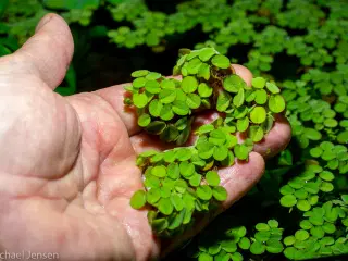 Salvinia natans (akvarie-plante)