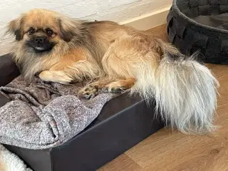 Tibetansk spaniel, han, 3 år.