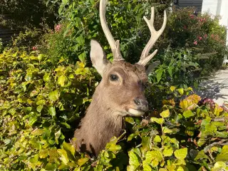 Sika trofæ skuldermonteret