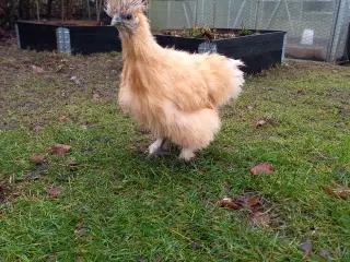 Us og dværg silkehøns