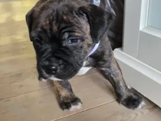 Staffordshire Bullterrier hvalpe