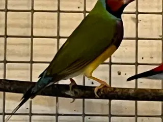 Gouldsamadine