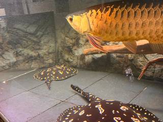 Af Golden arowana