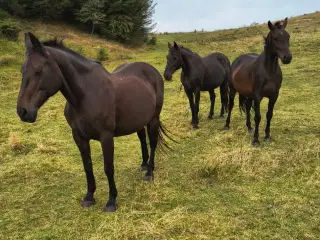 3 oldenborger hopper sælges