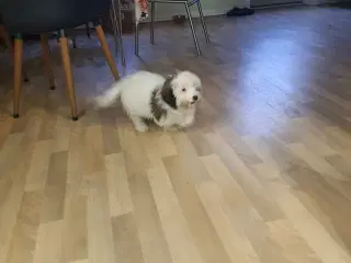 Havaniser / coton de tulear