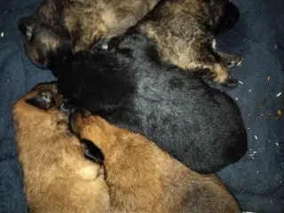 Hundehvalp Sankt Bernhard og schæfer