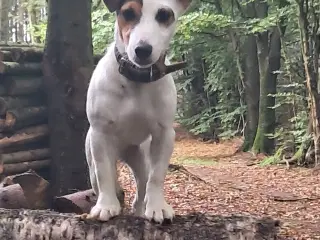 1 Skønheder JRT HAN tilbage 100% Ægte