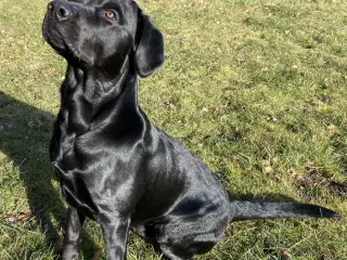 Stor og muskuløs formel 1 labrador til avl