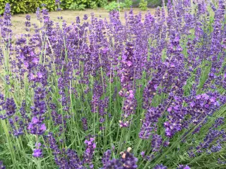 Lavendelplanter
