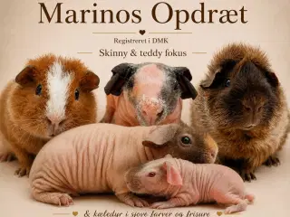 Marsvin søger hjem