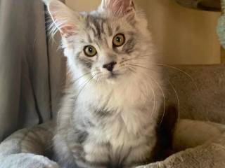 Maine coon