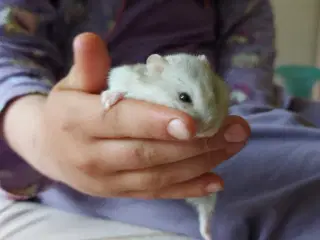 Søde Hamster 