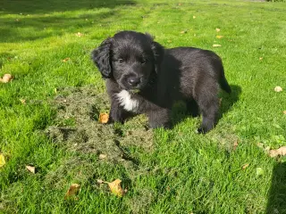 Hundehvalpe blanding ad collie og Cocker spaniel 