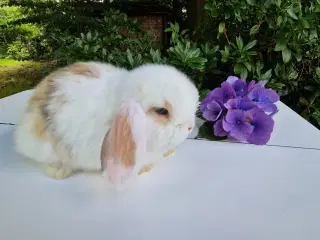 Minilop unge