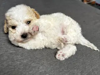 Cavapoo hvalpe 