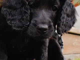 Flytteklar han hvalp Cockerpoo Cockapoo blanding 