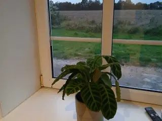 Diverse planter og krukker