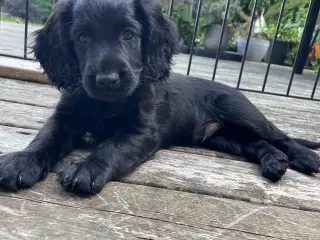 Ft Cocker hvalpe 