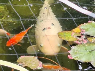 1 koi og en græskarpe 