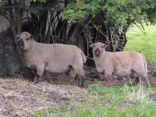 Shropshire vædderlam