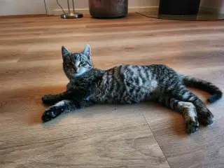 Kattekilling søger kærligt hjem.