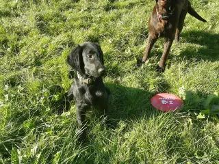 15 ugers Flat Coated Retriever  han