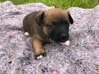 Jack Russell terrier 