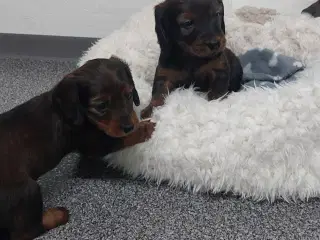 Langhåret gravhunde