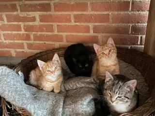 Søde kattekillinger 