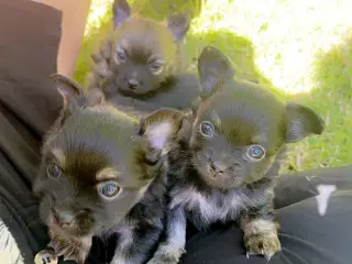 Pomeranian / Chihuahua