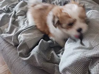 Lhasa apso/sitzu tzu 