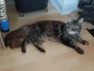 Lille Maine Coon pige