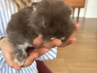Minilop  lionlop