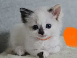 Ragdoll-killinger søger kærlige hjem