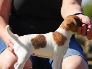 Dansk-Svensk Gårdhundehvalp tæve med stamtavle 