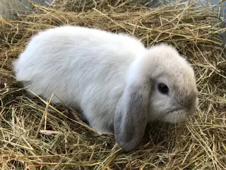Minilop