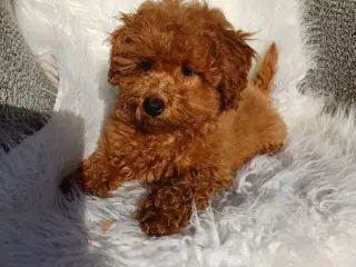 Puddel/ Maltipoo pige sælges . Kontakt📞 22122630