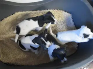 Jack Russel hvalpe 