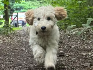 Cockapoo / Cockerpoo / Doodle
