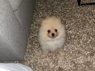 Så der kun lille Conrad tilbage