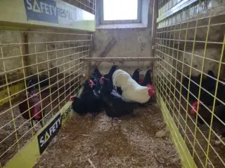 Australorp høns