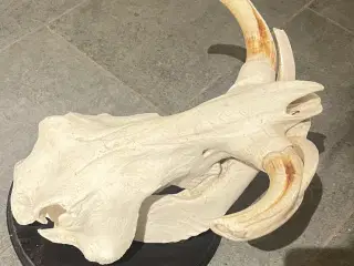 Stor flot vortesvin 
