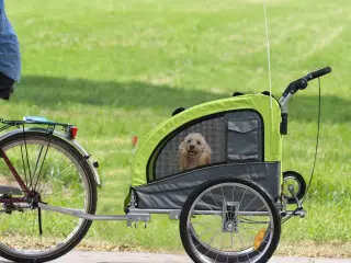 Cykelanhænger / Jogger